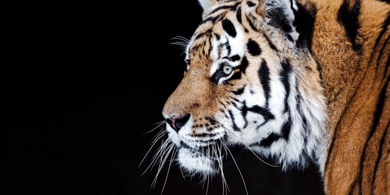 Sibirischer Tiger Jan Saurer